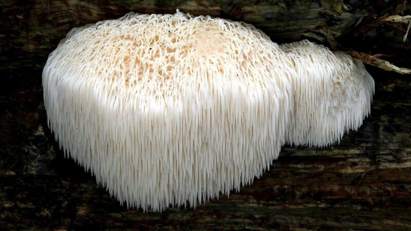 Hericium-Erinaceus-01